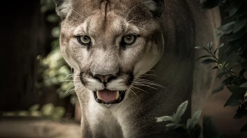 Max Dywanik Ford Puma Crossover Hybrid 2019 Mata Do Baga?nika