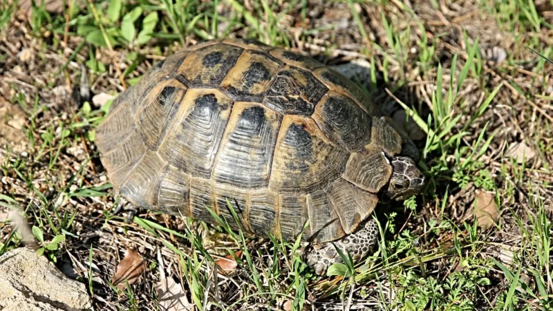 MENABO BAGA?NIK NA RELINGI BELKI ALU DACH 125CM + UCHWYTY