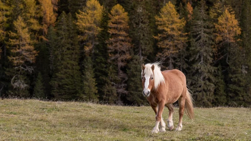 ?Nawóz Dolomit Mielony 25Kg Wapno Magnez Odkwasza