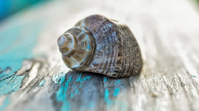 Olej silnikowy SHELL 5W40HELULTDIE4