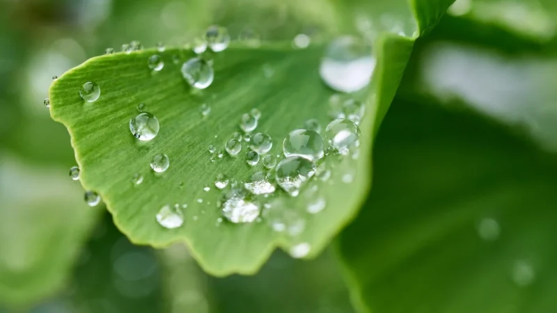 Olimp Gikoflav Forte 60 kap